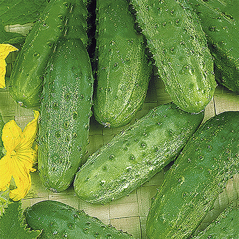 Frilandsgurka 'Altai'