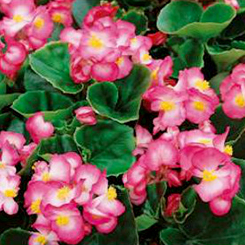 Frö till Begonia - Lucenec, white/pink