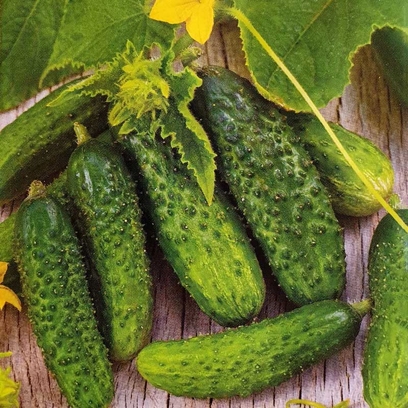 Frö till Frilandsgurka 'Cornichon de Paris' Wexthuset