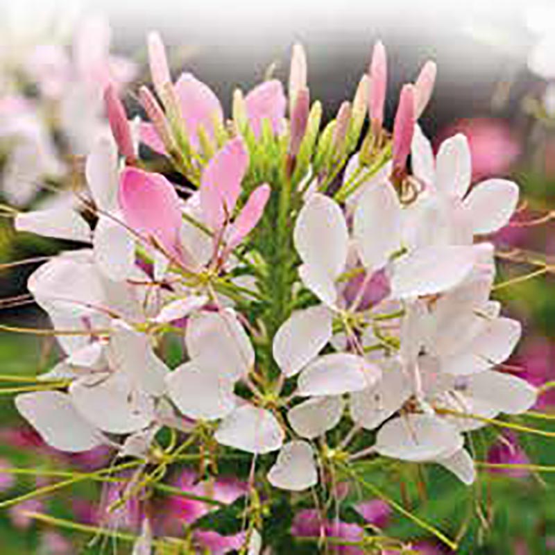 paradisblomster 'rose queen'