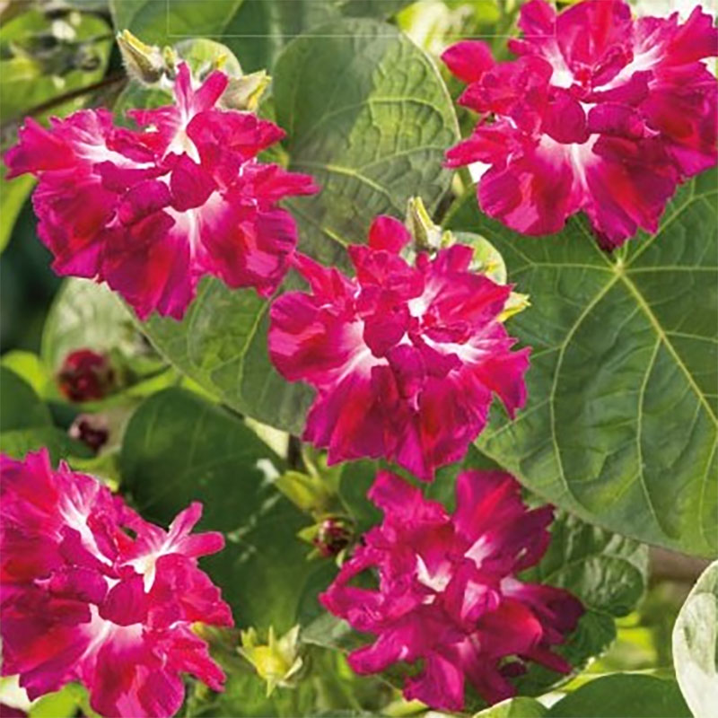 purpurvinda 'raffles'