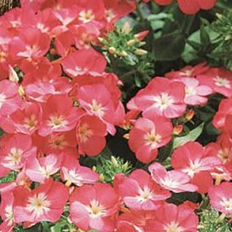 Frö till Sommarflox - Leopoldii | Wexthuset