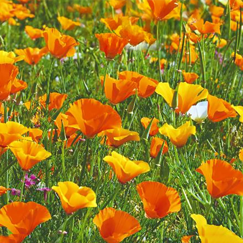 sömntuta, ekologisk