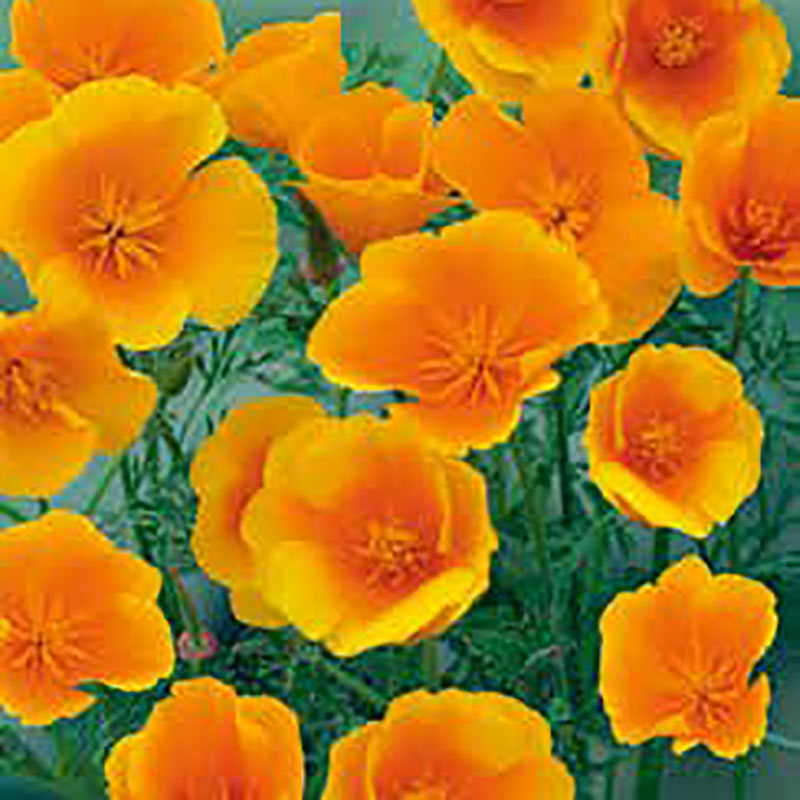 sömntuta 'orange king'