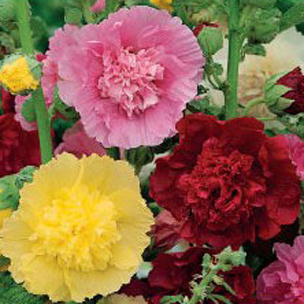 stockros summer carnival