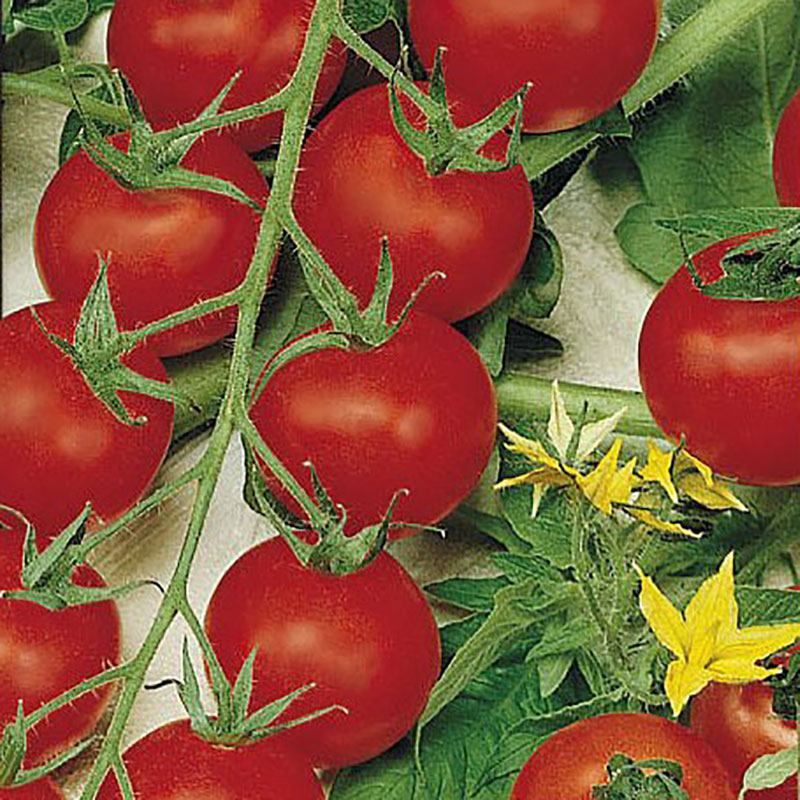Frö till Tomat 'Cherrola'