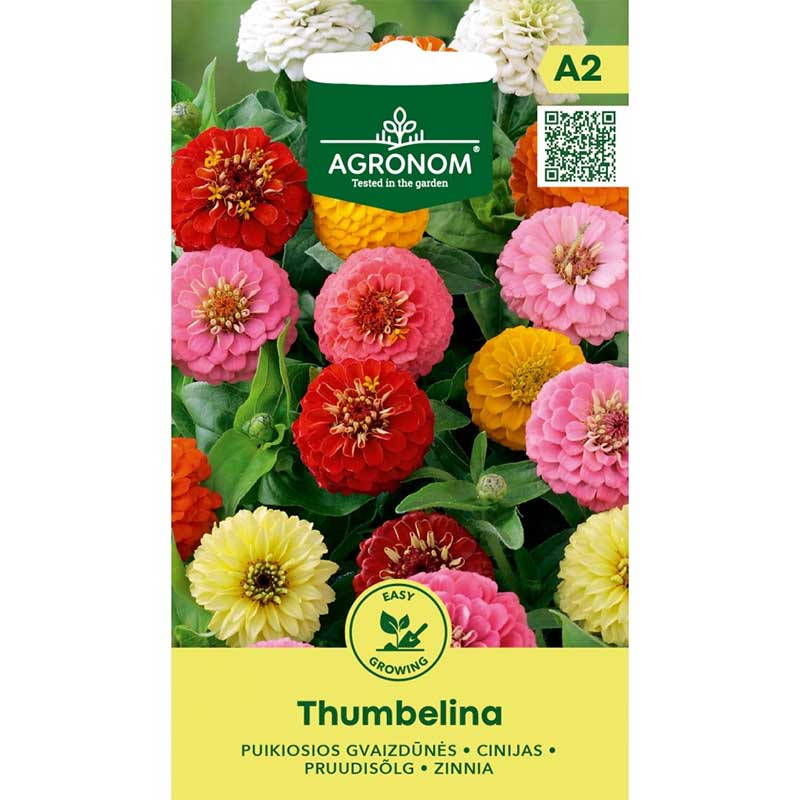 zinnia 'thumbelina'