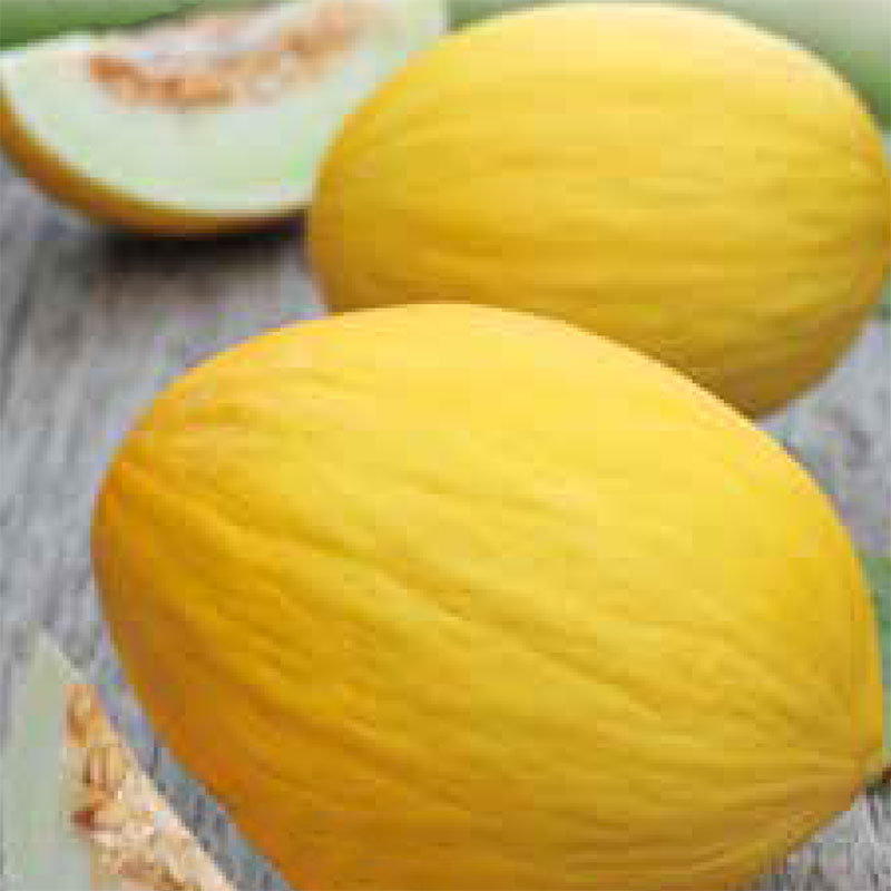 Fröer till melon melon, jaune canari 2