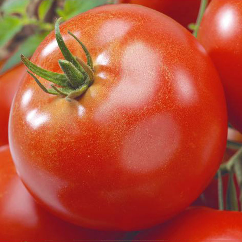 Fröer till Tomat , Solanum lycopersicum L. ’Agilis’ F1