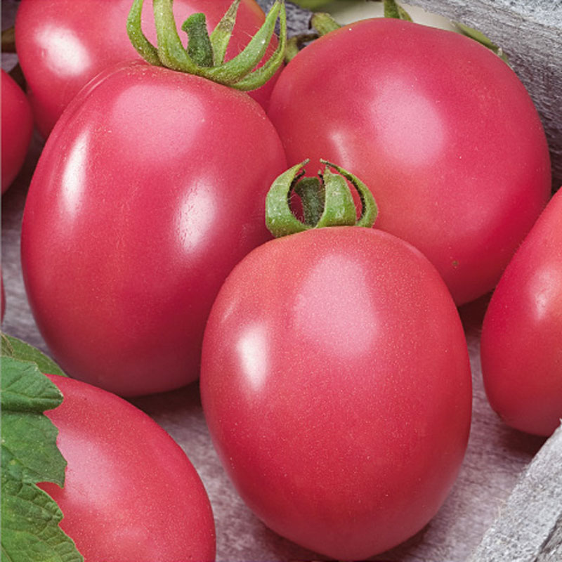 Fröer till Tomat, Solanum lycopersicum L. ’Pink Thai Egg’