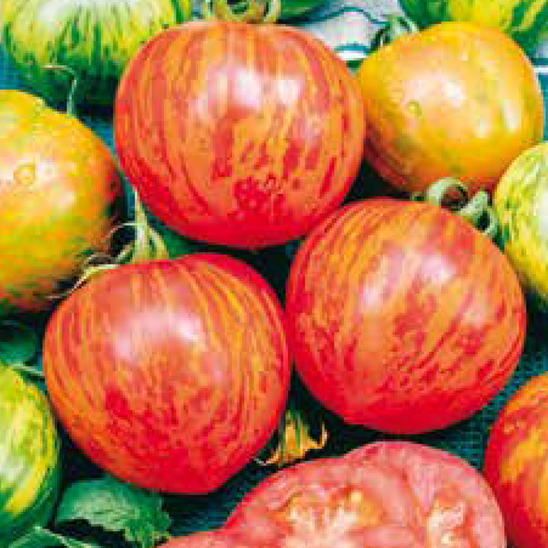 Fröer till Tomat, Solanum lycopersicum L. ’Red Zebra’