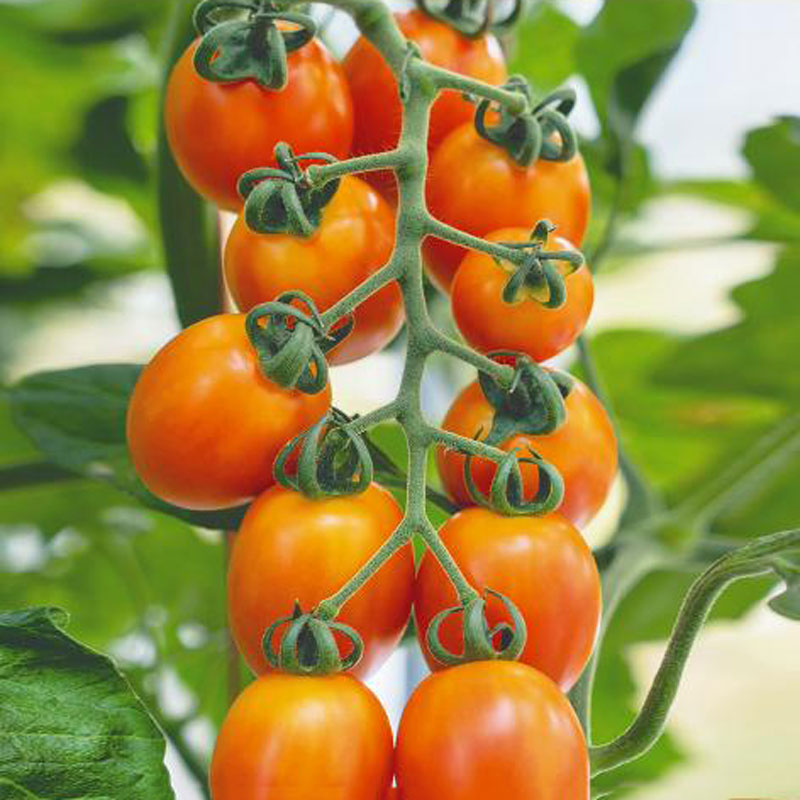 Fröer till Tomat, Solanum lycopersicum L. ’Sansibar’ F1