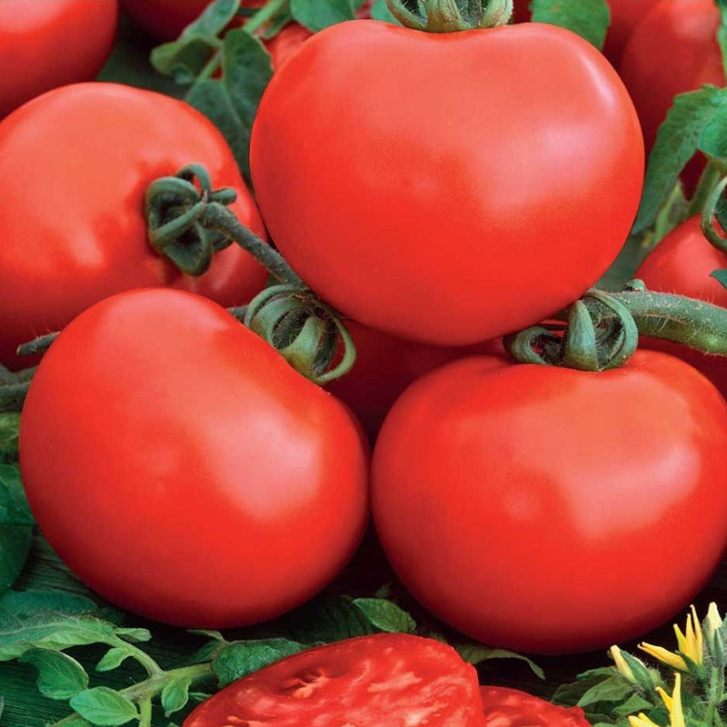 Fröer till tomat tomato,  sylviana