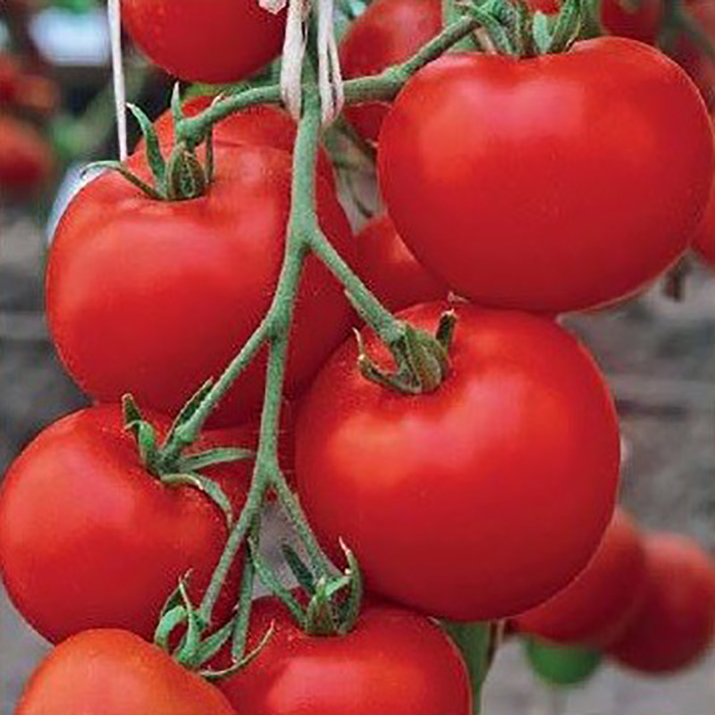 Fröer till tomat tomato, akron