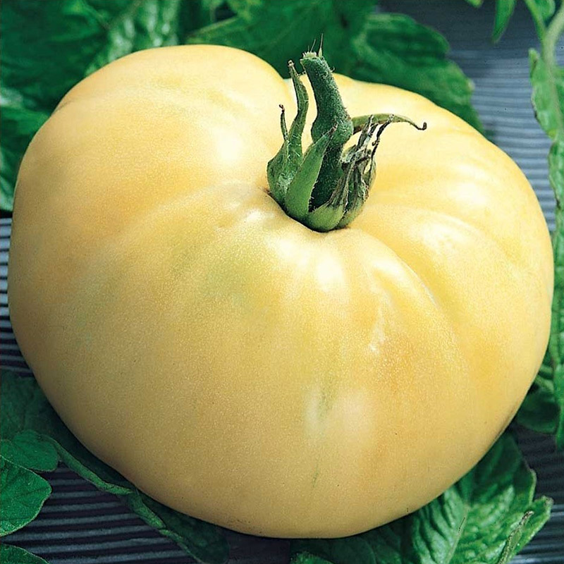 Tomat ’White Beauty’
