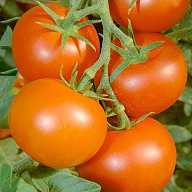 Tomat ’Pedro’ #
