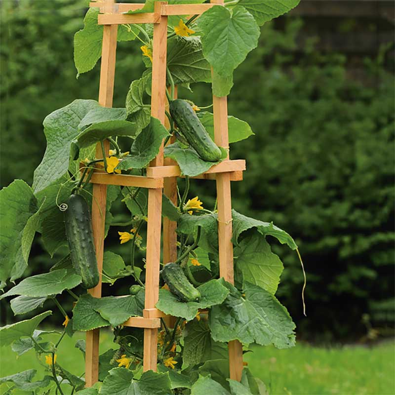 Gurka 'Patio Snacker'