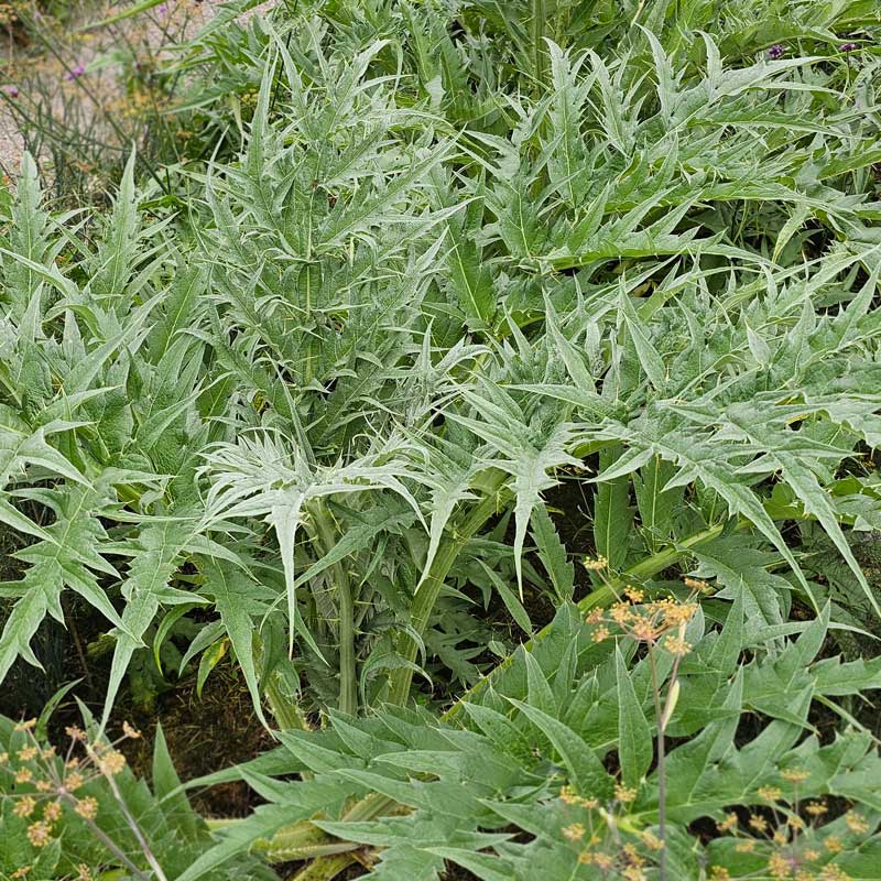 Seklos Kardon ’Plein Blanc Amélioré’