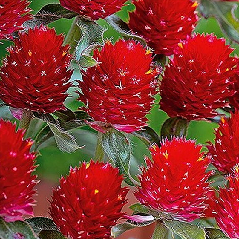 röd guldamarant 'strawberry fields'