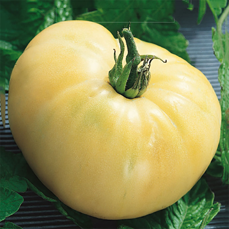 Seklos Tomat ’White Beauty’