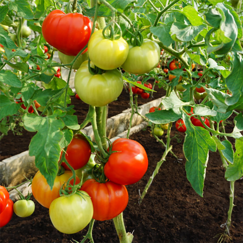 Seklos Tomat ’Country Taste’