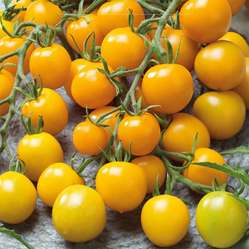 Seklos Tomat ’Goldkrone’