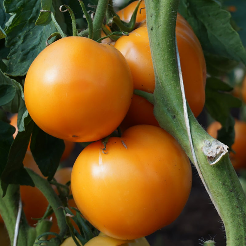 Seklos Tomat ’Jantar’