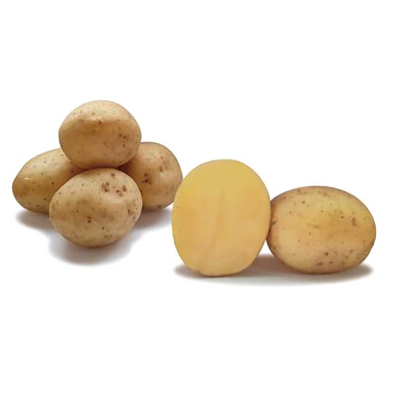 Stubbetorp Potatis Dior sättpotatis