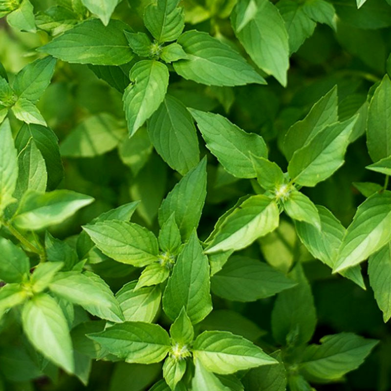 Frö till Basilika, Sweet Dani Lemon Wexthuset