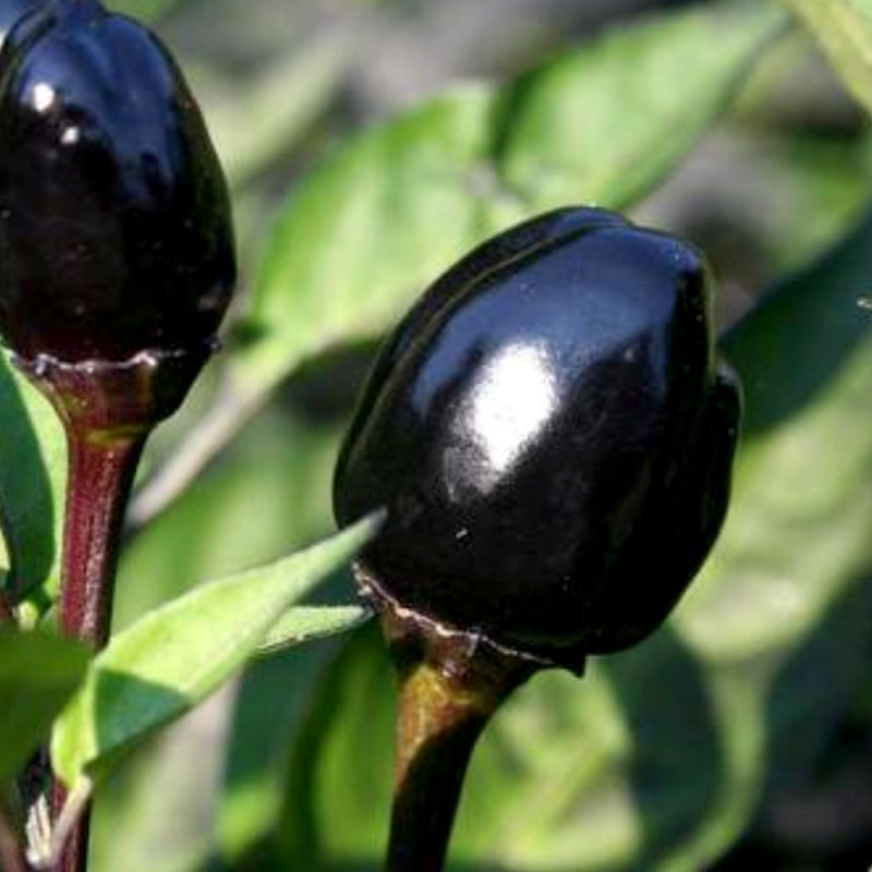 Frö till Chili, Black Olive Wexthuset