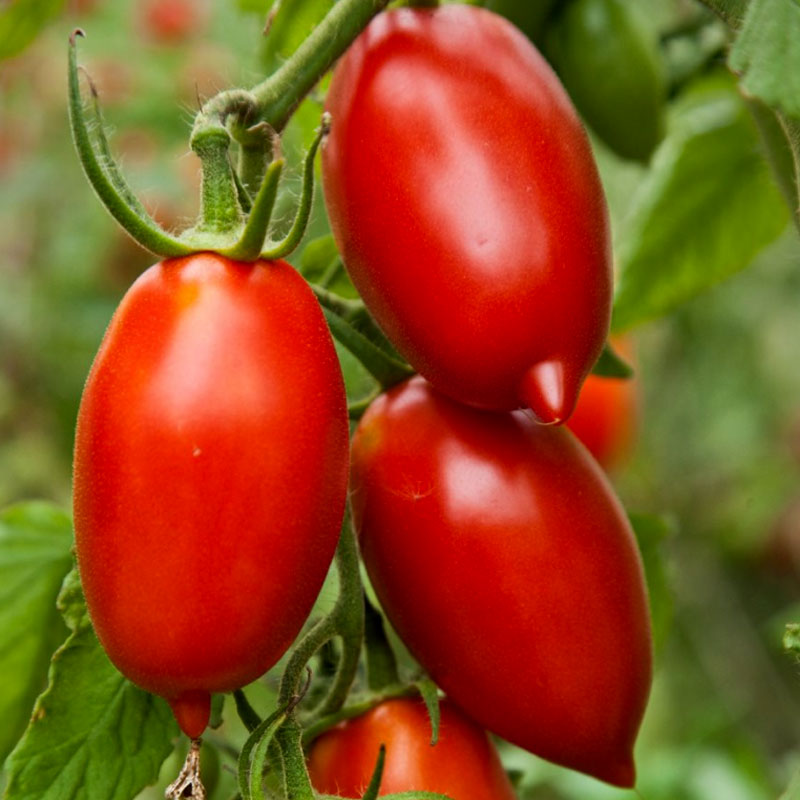 Tomaten Amish Paste passar bra till tomatsås