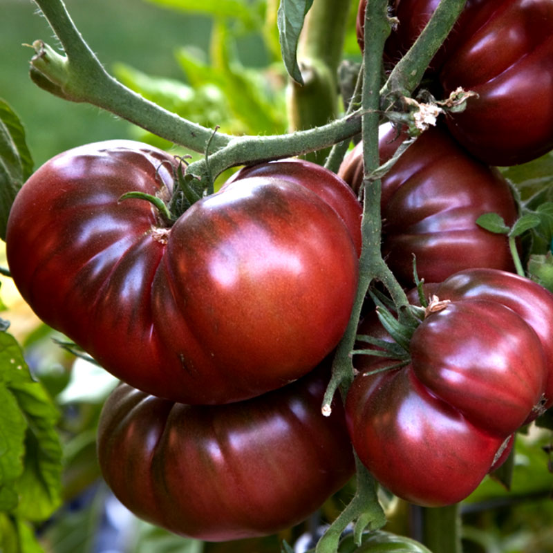 Frö till Tomat, Brandywine Black (Potato leaf) Wexthuset