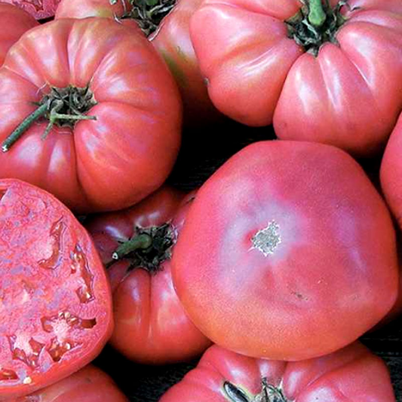Frö till Tomat, Brandywine Pink Wexthuset
