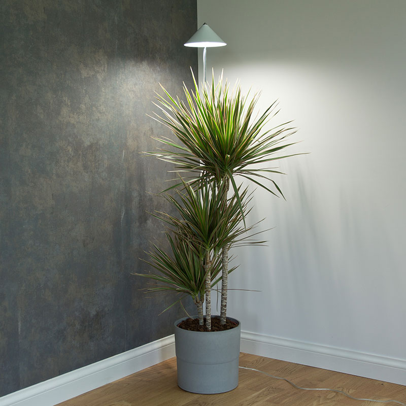 Sunlite växtlampa XL till palmväxt i mörkt hörn