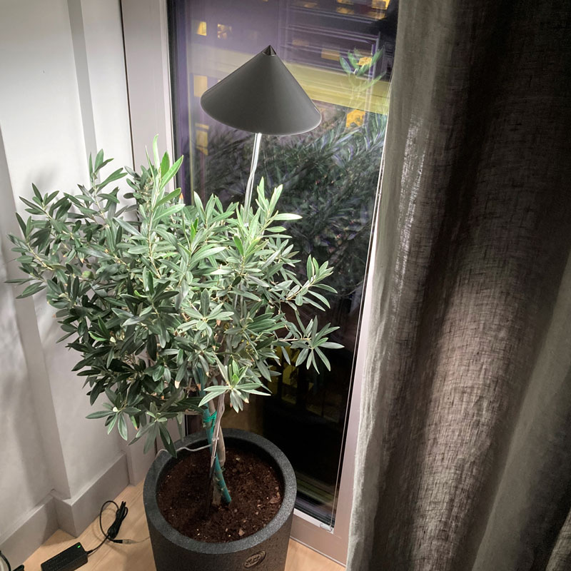 Sunlite växtlampa XL till olivträd