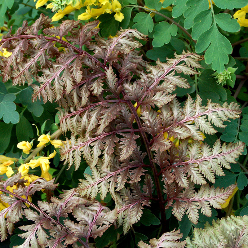 Regnbågsbräken 'Ursula's Red'