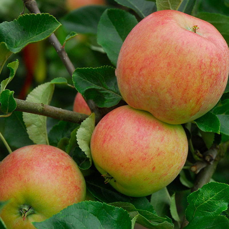 24045 Ympris äpple ’Gyllenkroks Astrakan’