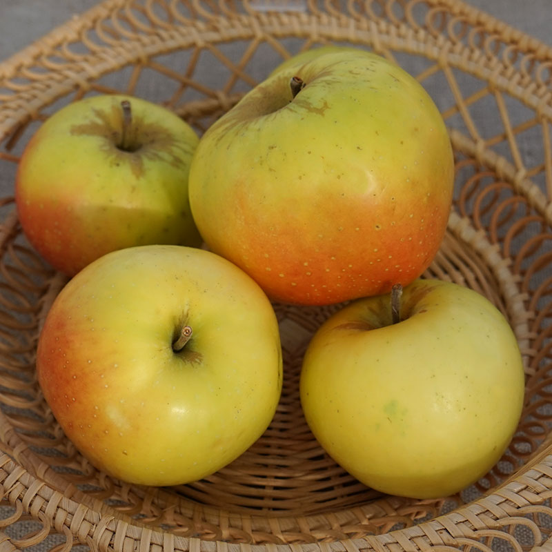 24041 Ympris äpple ’Filippa’