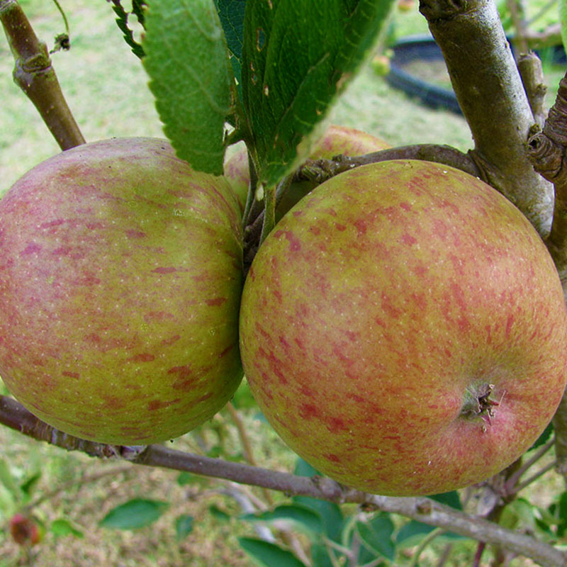 24056 Ympris äpple ’Ribston’