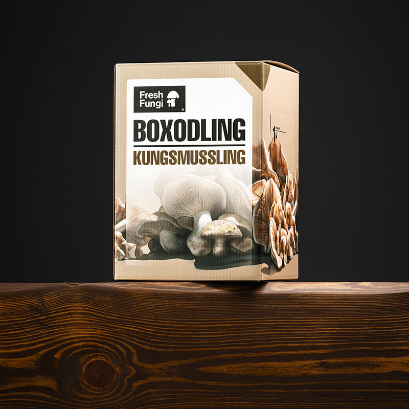 Svampodlingskit, Kungsmussling