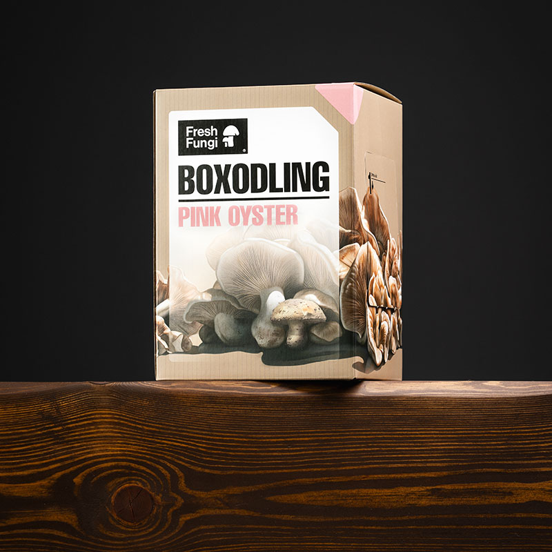Svampodlingskit, Pink Oyster