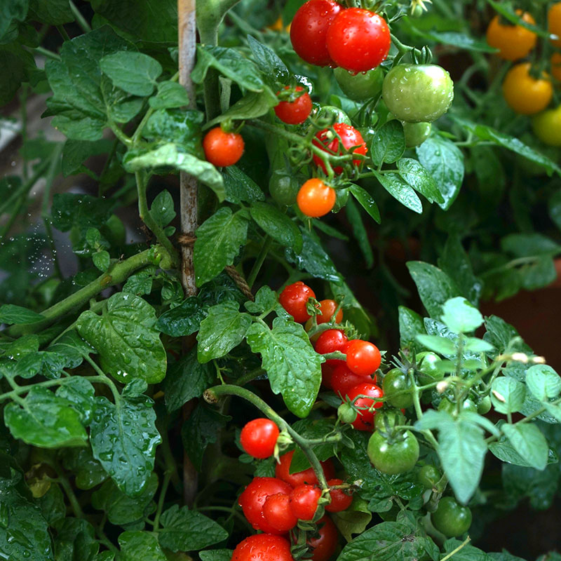 Wexthuset Tomatplanta ’Tiny Tim’