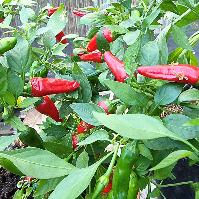 Wexthuset Planta chilipeppar ’Hot Fajita’