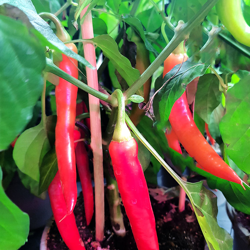 Wexthuset Planta chili ’Lombardo’