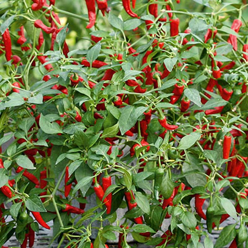 Wexthuset Chiliplanta ’Cayennetta’