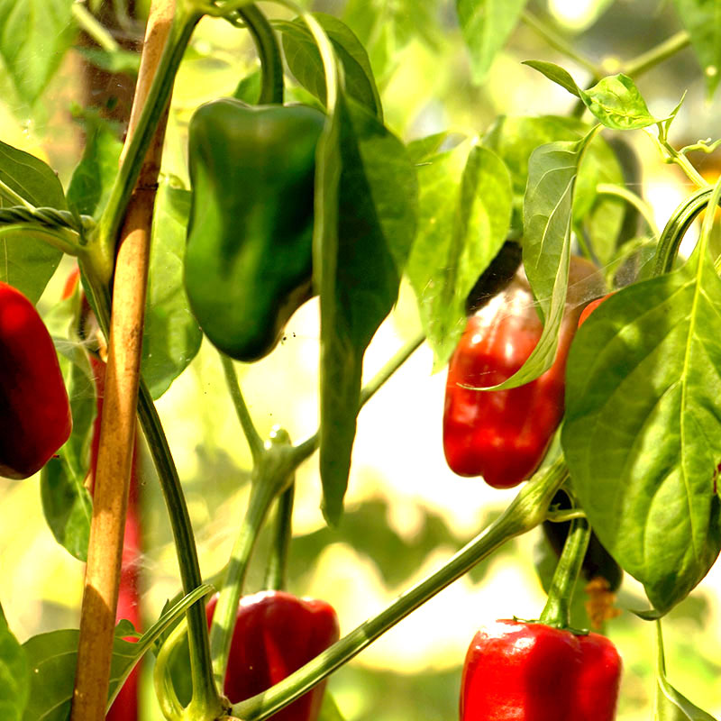 Wexthuset Planta chilipeppar ’Red mamba’