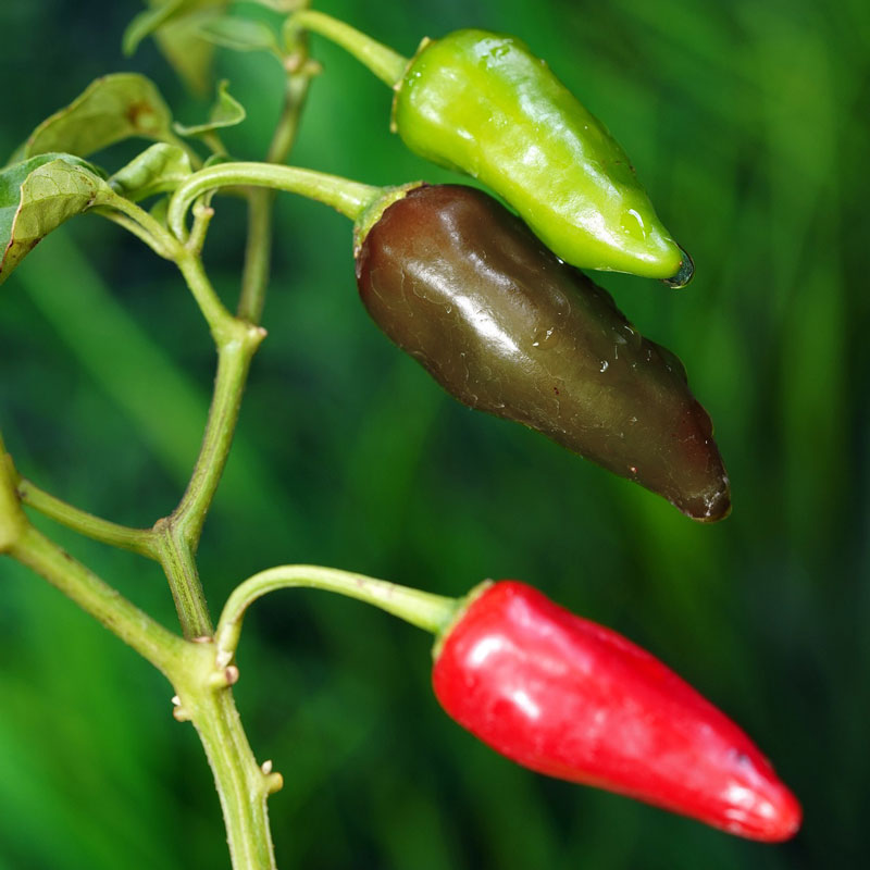 Wexthuset Chiliplanta ’Chenzo’