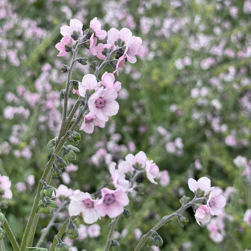 kinesisk förgätmigej 'mystery rose'
