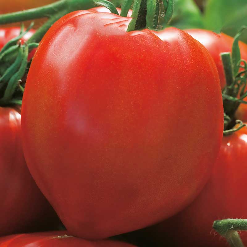 Wexthuset Tomatplanta ’Herodes’