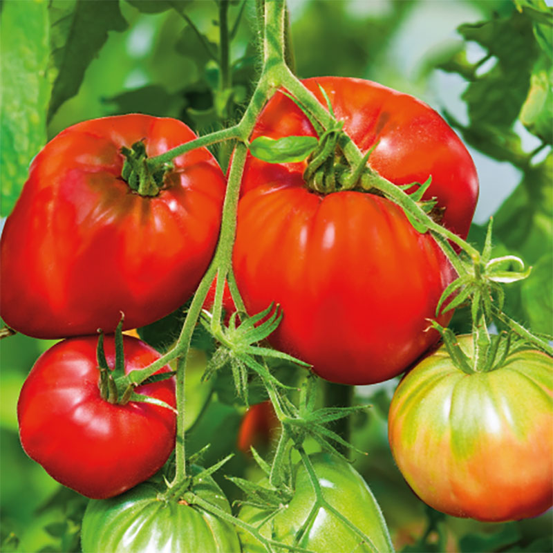 Wexthuset Tomatplanta ’Ciccio’